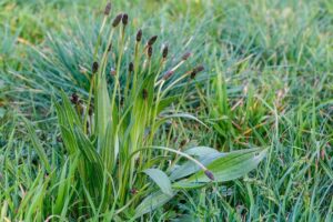comment se débarrasser éliminer le plantain dans la pelouse jardin conseils désherbage mauvaises herbes tondeuse désherbant naturel tisane feuilles plantain