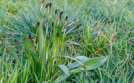 comment se débarrasser éliminer le plantain dans la pelouse jardin conseils désherbage mauvaises herbes tondeuse désherbant naturel tisane feuilles plantain