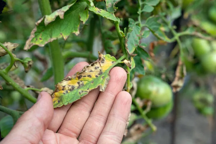 comment traiter les feuilles jaunes des tomates remèdes prévention