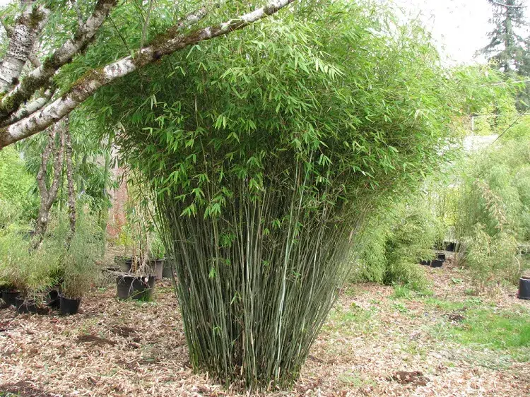 comment tuer des bambous naturellement éviter la propagation du bambou envahissant au jardin