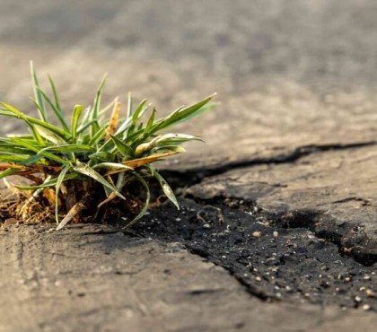 comment tuer les mauvaises herbes entre les pavés sceller interstices mortier composé joint