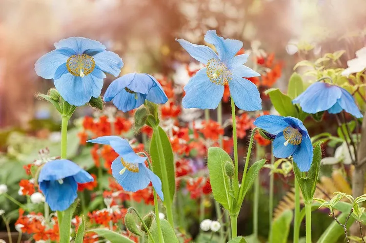 coquelicot fleurs bleues plante annuelle facile à cultiver faire pousser jardin