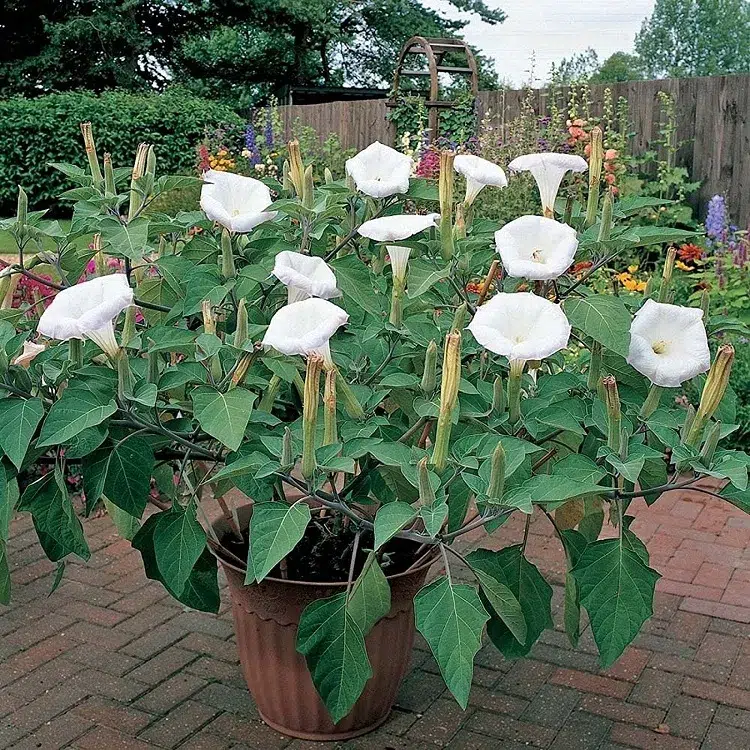 cultiver datura en pot plante au fleurs blanches en pot