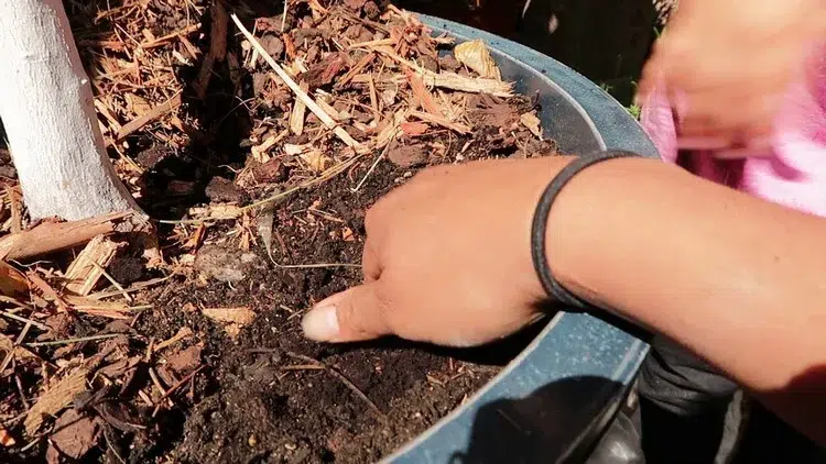 engrais naturel pour agrumes en pot fertilisant fait maison