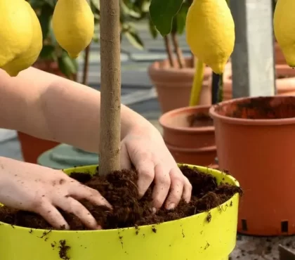 engrais naturel pour citronnier quand mettre de l'engrais pour les citronniers