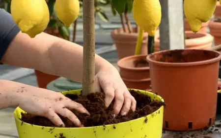 engrais naturel pour citronnier quand mettre de l'engrais pour les citronniers