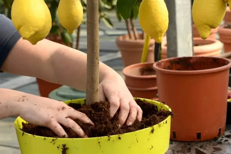 engrais naturel pour citronnier quand mettre de l'engrais pour les citronniers