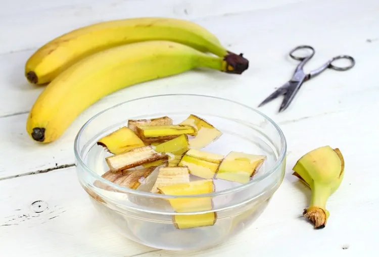 engrais peau de banane pour citronnier meilleur engrais pour citronnier