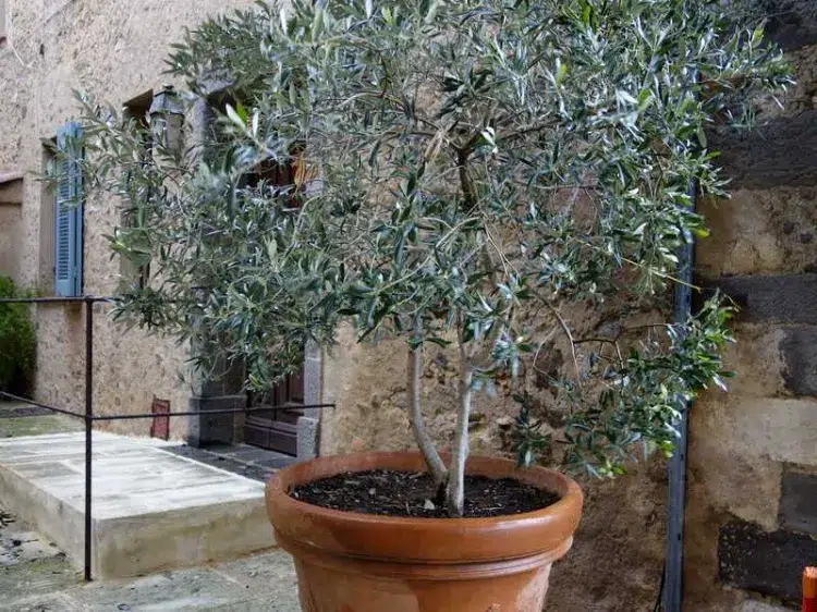 ensoleillement olivier en pot 2023