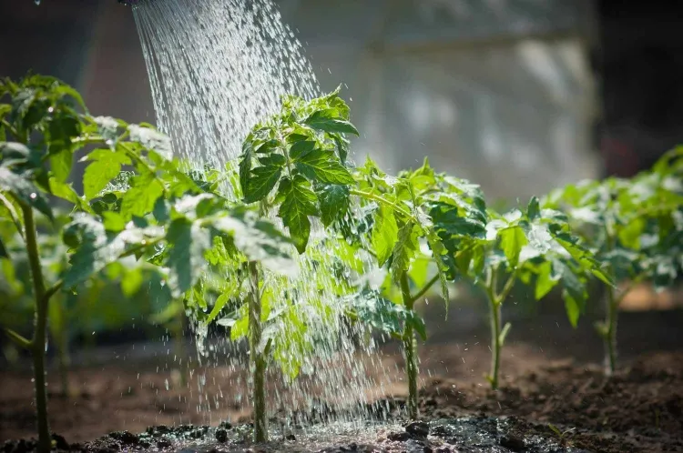 erreurs fréquentes d'arrosage dans le jardin rotation cultures regroupement besoin eau