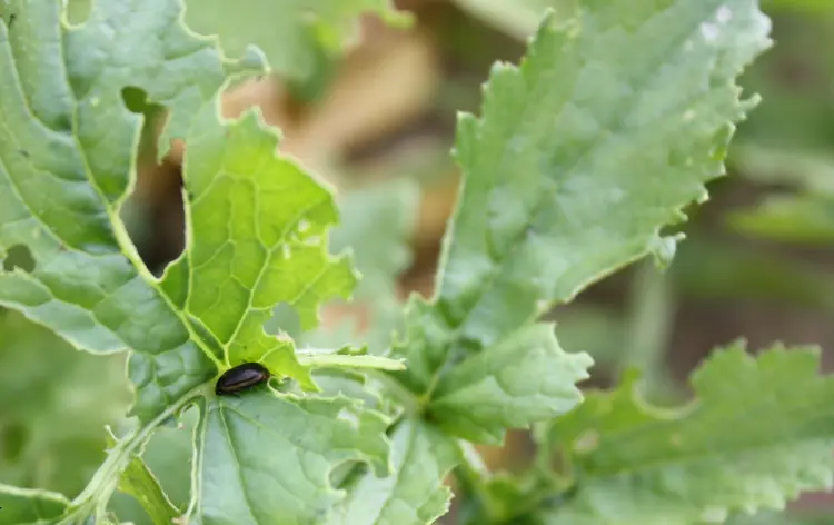 feuilles de radis trouées altises insectes ravageurs que faire solutions