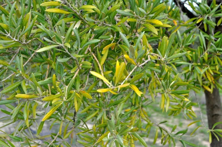 feuilles d'olivier qui jaunissent 2023