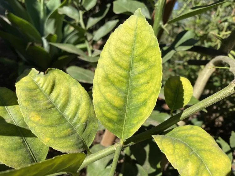 feuilles jaunes du citronnier avec des nervures verts chlorose des agrumes