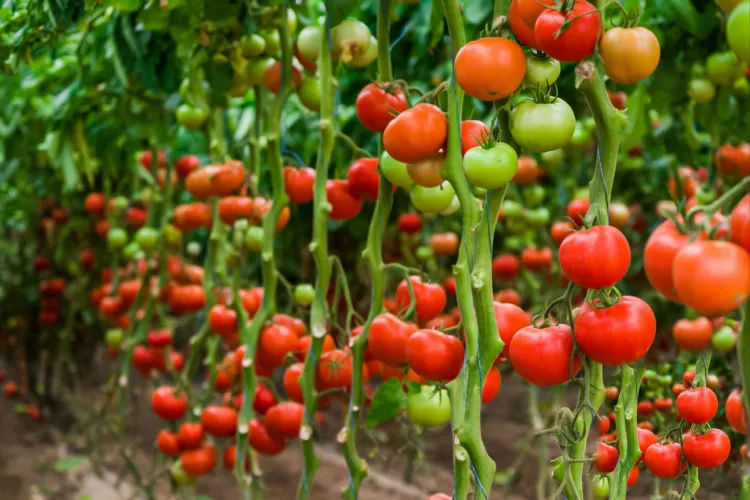 fleurs de tomates qui tombent pourquoi que faire variété trop productive