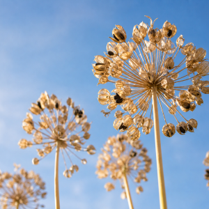 Fleurs fanées d'agapanthes avec têtes de graines sèches sur hautes tiges photographiées en contre-plongée contre un ciel bleu estival