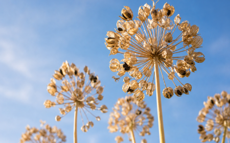 Fleurs fanées d'agapanthes avec têtes de graines sèches sur hautes tiges photographiées en contre-plongée contre un ciel bleu estival