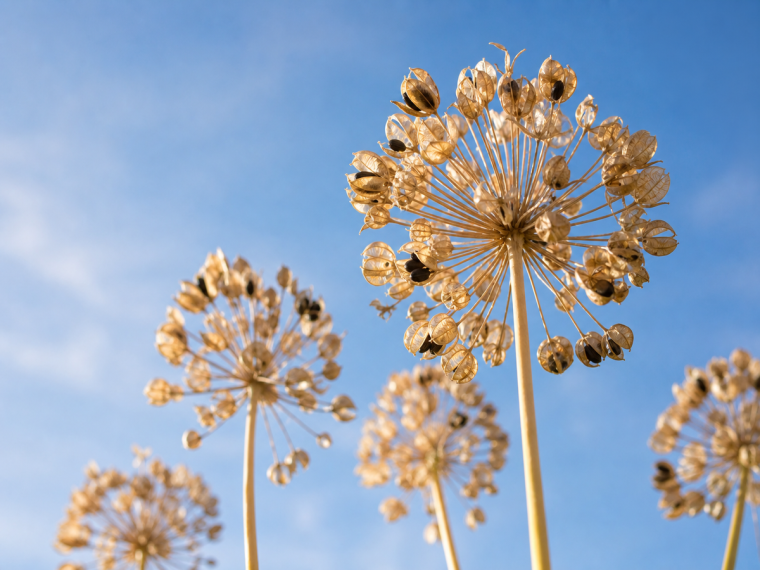 Fleurs fanées d'agapanthes avec têtes de graines sèches sur hautes tiges photographiées en contre-plongée contre un ciel bleu estival