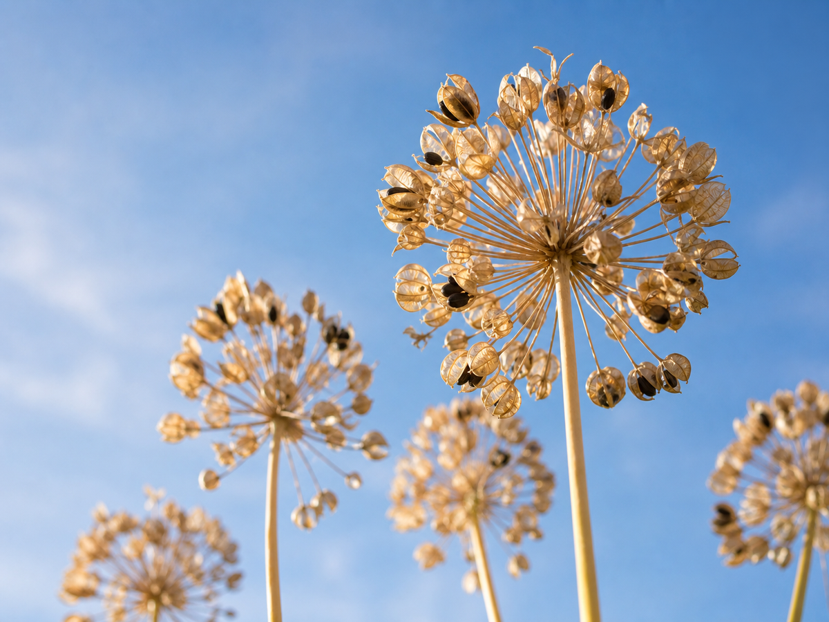 Fleurs fanées d'agapanthes avec têtes de graines sèches sur hautes tiges photographiées en contre-plongée contre un ciel bleu estival