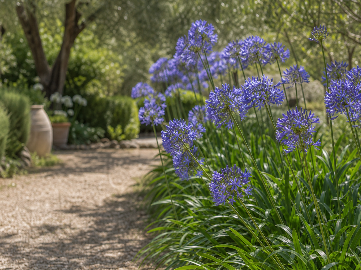 récuperer les graines des fleurs fanées des agapanthes pour faire des pousses semis fin été automne période floraison conseils