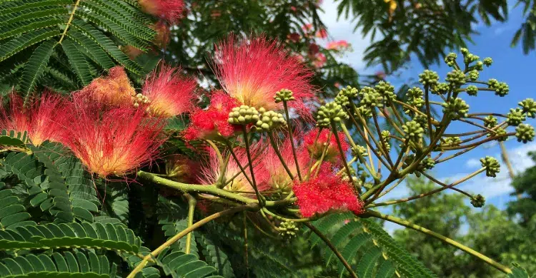 floraison arbre à soie 2023