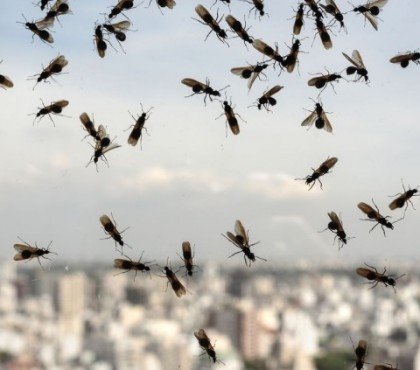 fourmis à ailes dans la maison que faire