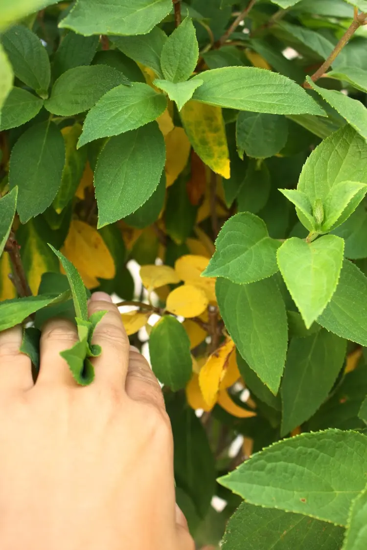 hortensia à feuilles jaunes causes maladeies cerences arrosage