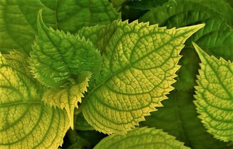 hortensia à feuilles jaunes causes manque fer cerence magnésium nervures