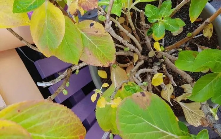 hortensia feuilles jaunes causes maladeies cerences arrosage excessif