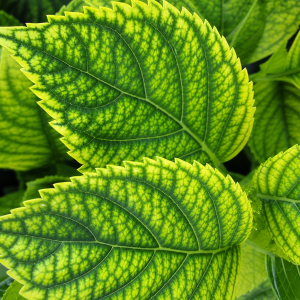 Feuilles d'hortensia avec chlorose ferrique, tissu jaune entre les nervures vertes