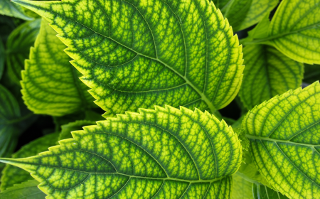 Feuilles d'hortensia avec chlorose ferrique, tissu jaune entre les nervures vertes