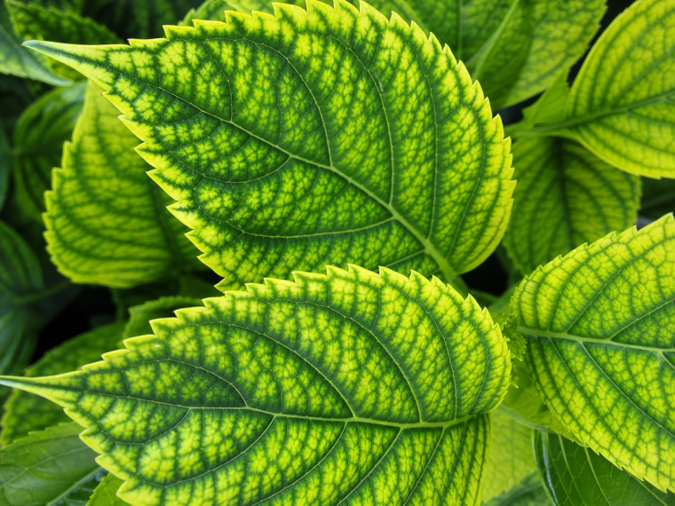 Feuilles d'hortensia avec chlorose ferrique, tissu jaune entre les nervures vertes