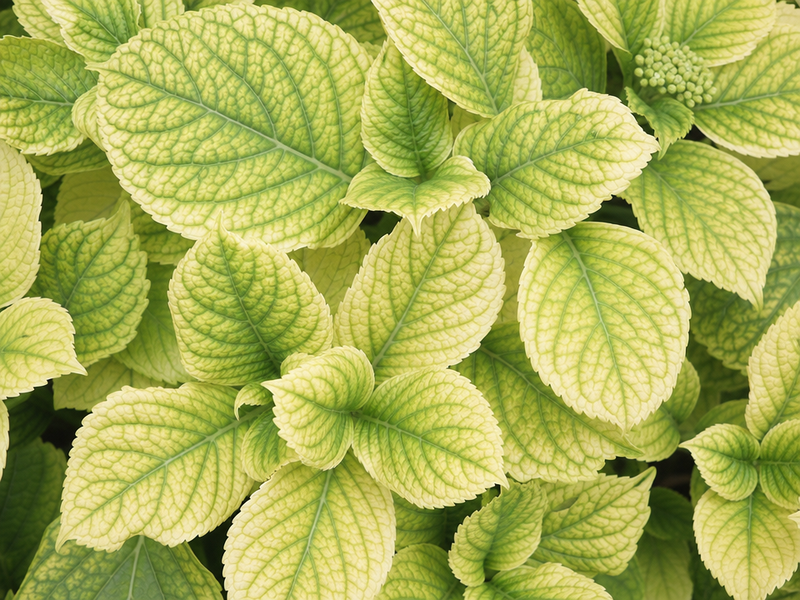 pourquoi hortensia à feuilles jaunes causes maladeies cerences arrosage