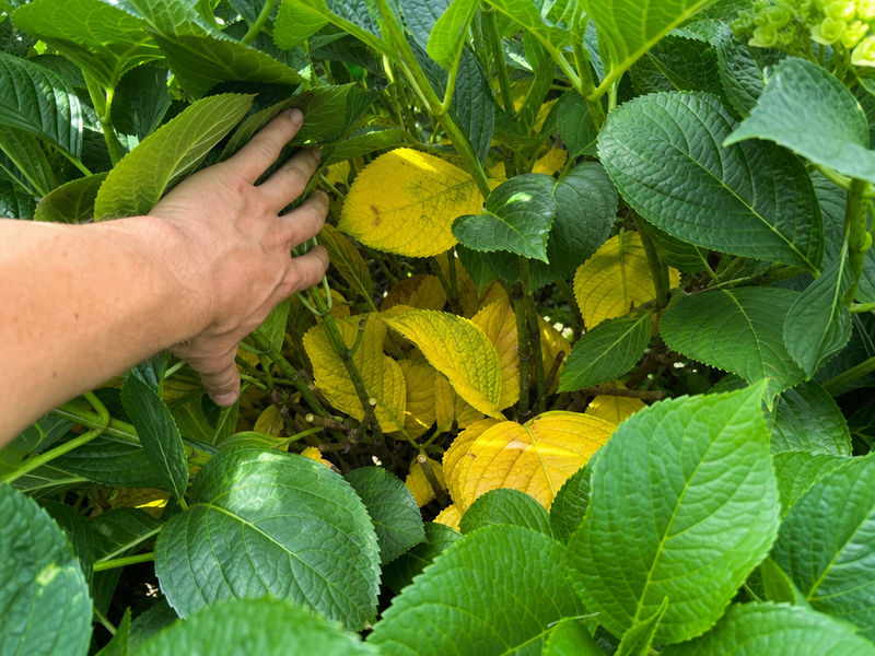 hortensia à feuilles jaunes causes maladeies cerences arrosage