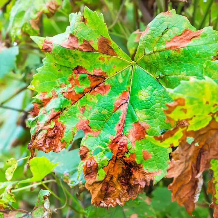 identifier maladies du raisin feuilles mildiou plasmopara viticola