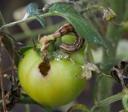 insectes qui attaquent les tomates