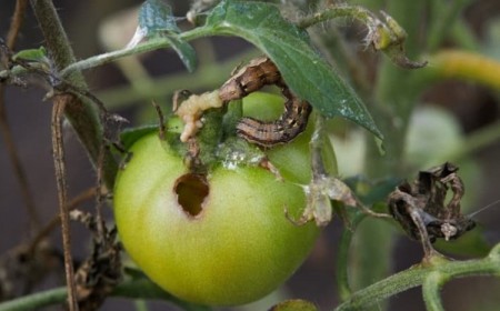 insectes qui attaquent les tomates