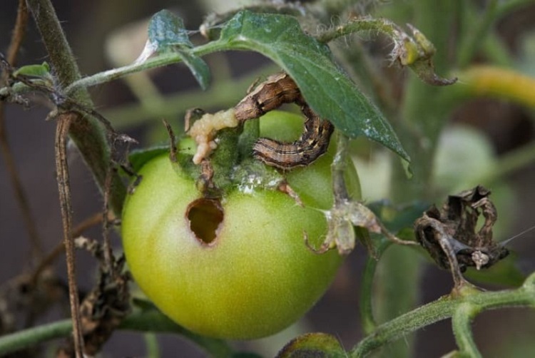 insectes qui attaquent les tomates