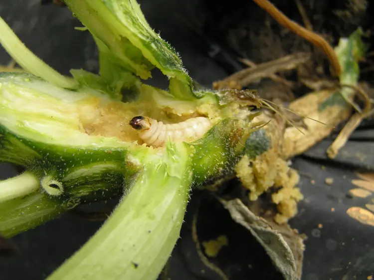 insetti parassiti zucchine piralide della vite come sbarazzarsi di esso