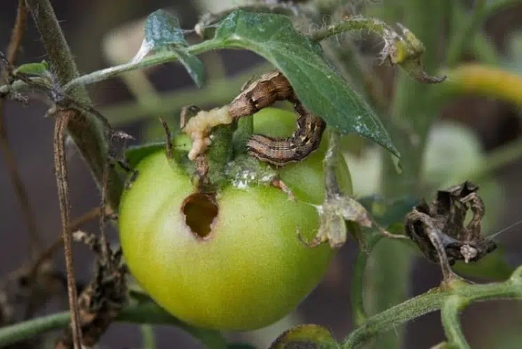 insectes ravageurs des tomates