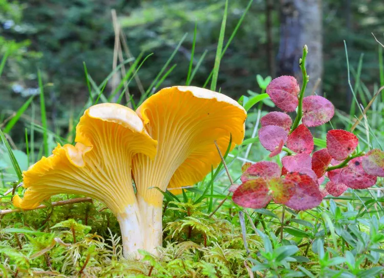 la girolle comme champignon d'été 2023