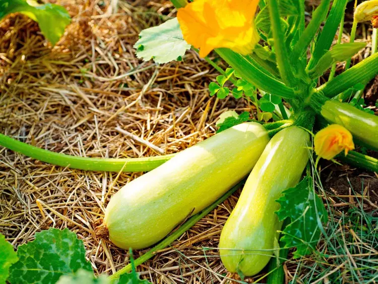 Le zucchine amano il sole dove piantarle