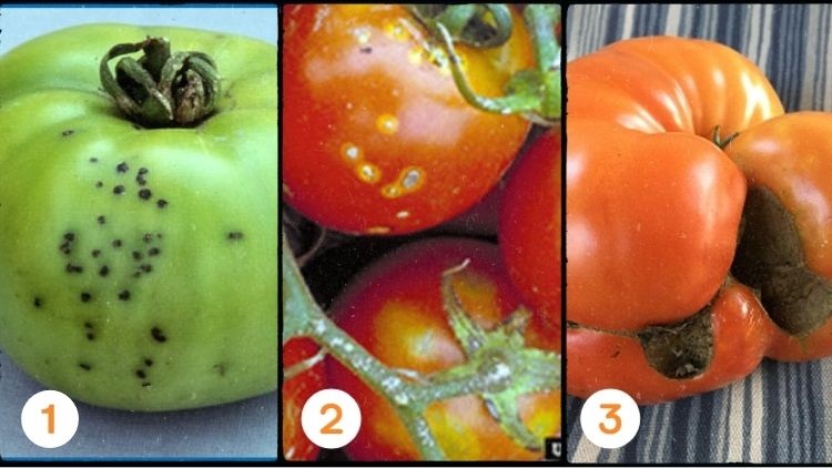 les maladies de la tomate qui causent des trous