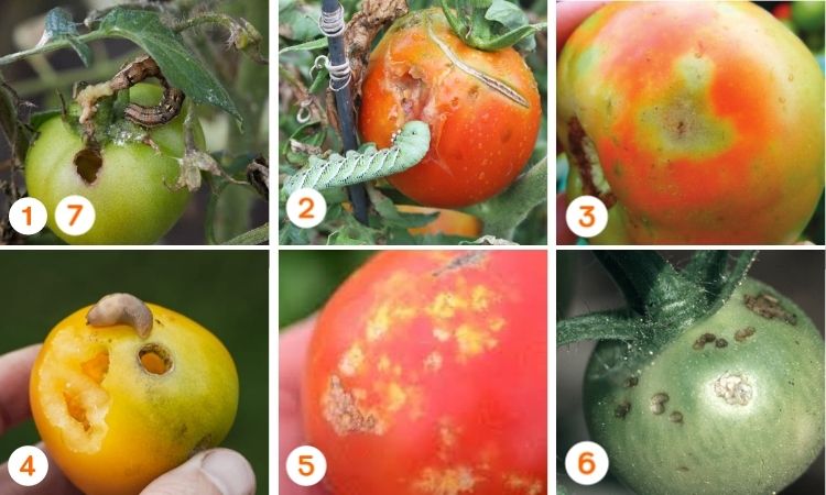 les parasites de la tomate qui causent des trous insectes qui mangent la tomate