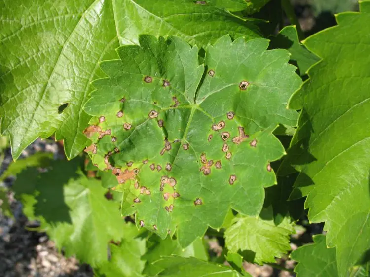 maladie des grappes de raisin feuilles de vigne anthracnose maculée