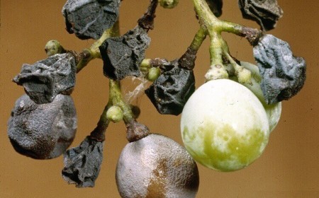 maladie des grappes de raisin pourriture noire sur baies noircies momifiées
