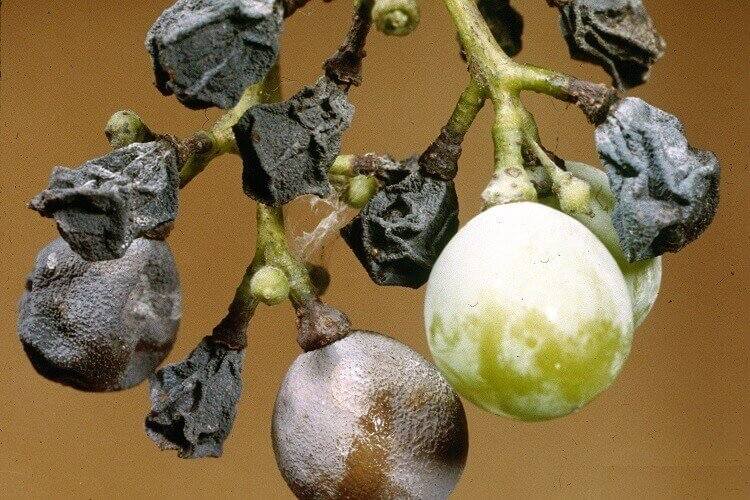 maladie des grappes de raisin pourriture noire sur baies noircies momifiées