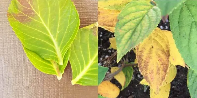 maladies hortensia feuilles jaunes causes chute brusque températures