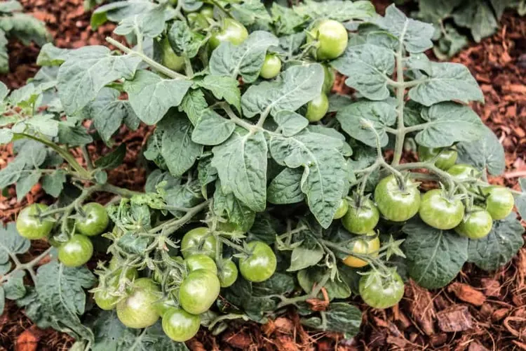 meilleur paillage pour tomates prendre soin des tomates en été canicule