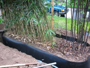 meilleures méthodes pour tuer détruire racines bambou éviter limiter propagation prolifération bambou envahissant jardin