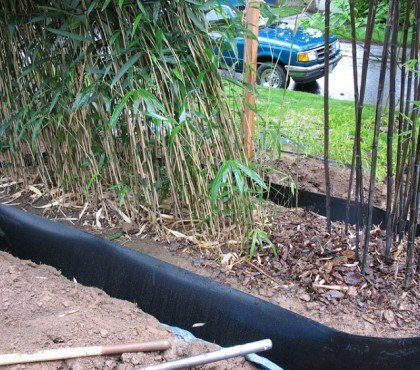meilleures méthodes pour tuer détruire racines bambou éviter limiter propagation prolifération bambou envahissant jardin